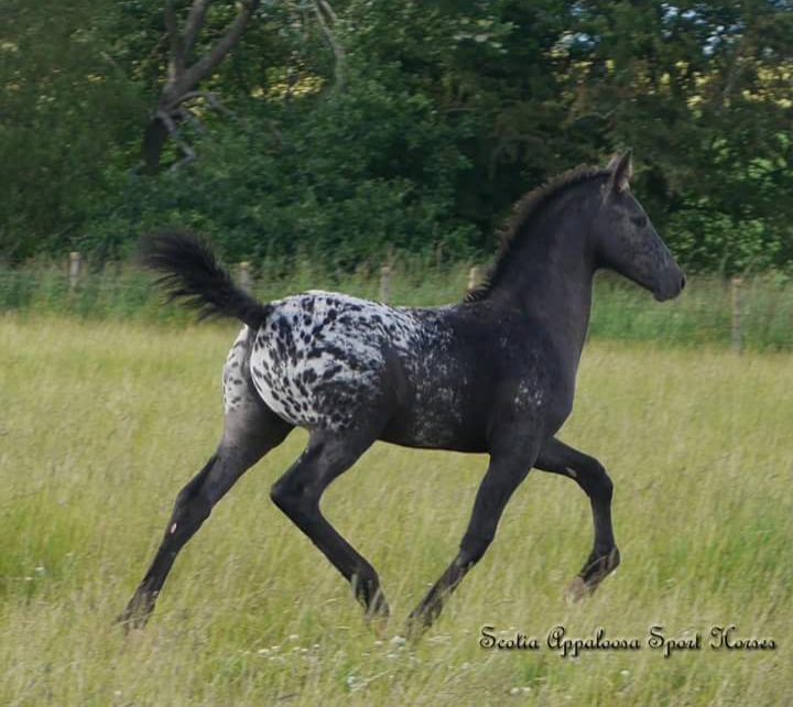 Friesian Cross Appaloosa Foal